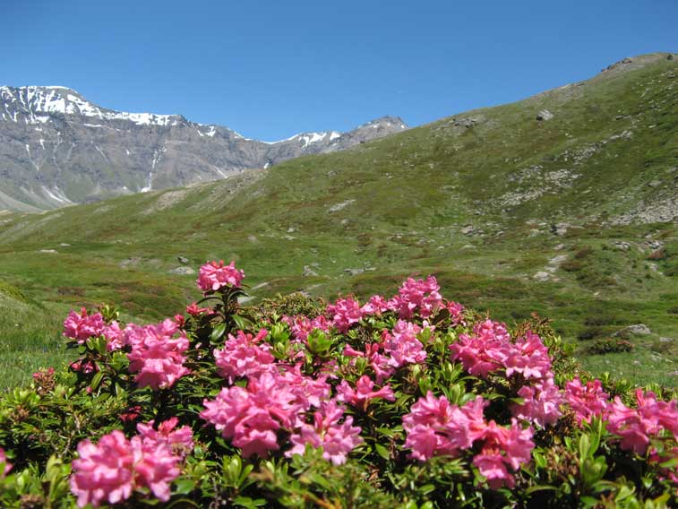 22 giugno 2012-Scendendo dalla Pattacroce