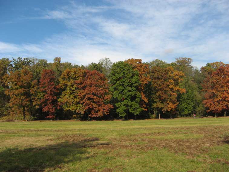 1° novembre 2012-Colori autunnali alla Mandria