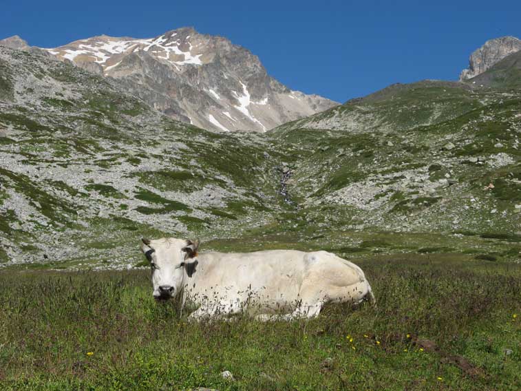 Pian delle Tavernette(Ora Francia).<br />Sullo sfondo il Monte Thabor