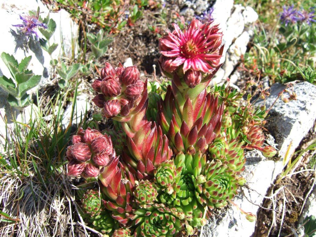 sempervivum arachnoideum080.JPG