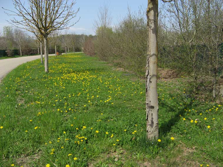 5 aprile 2014-Entrando in Mandria dalla casetta Remondino