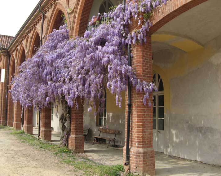 8 aprile 2014 Borgo Castello alla Mandria-Glicine e Neogotico
