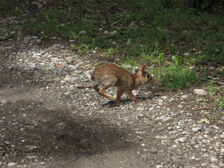26 luglio 2014 Parco La Mandria-Coniglio selvatico