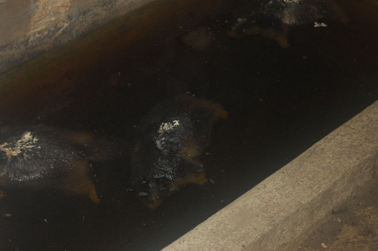 Marmotte morte all'interno di una fossa del serbatoio della riserva carburante di un gruppo elettrogeno
