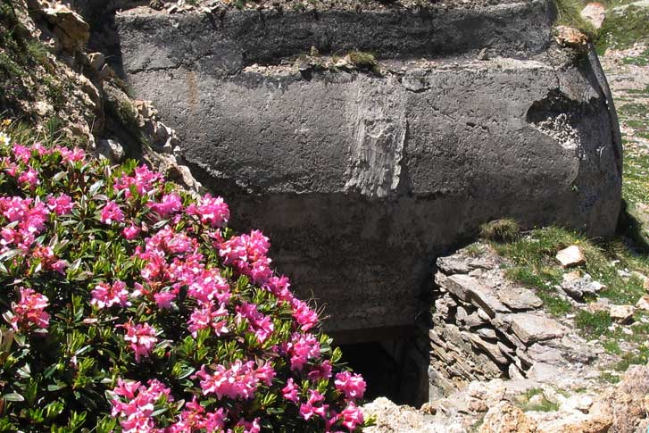 Rododendri e cemento