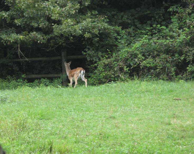 28 agosto 2014 Parco La Mandria-Daino