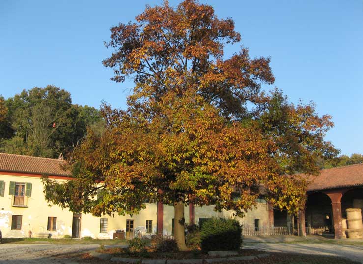 28 ottobre 2014 Parco La Mandria-Cortile della cascina Vittoria