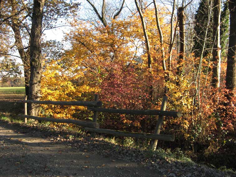 8 novembre 2014 Parco La Mandria-Scorcio autunnale