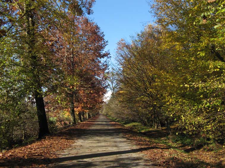 13 novembre 2014 Parco La Mandria-Viale dei Roveri