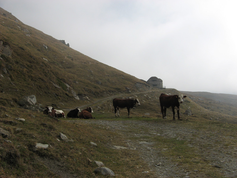 Moncenisio-Anche qui la vita dei bovini è molto dura