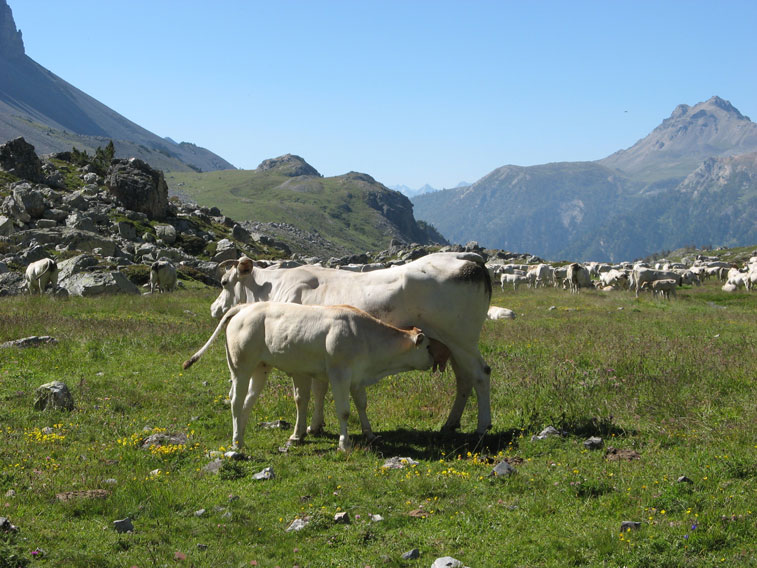 Dura vita Alpina