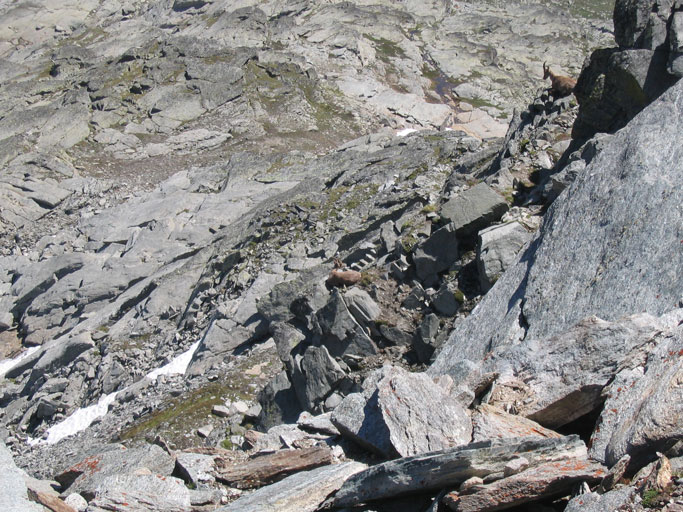 Moncenisio zona Malamot:stambecchi comodamente seduti