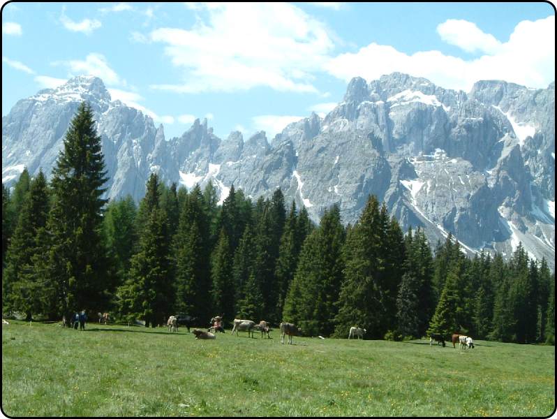 pascolo presso la malga di Nemes