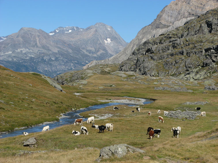 Salendo al Col Clapier-Bovini al pascolo