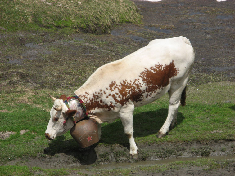 Moncenisio-Mucca e campanaccio