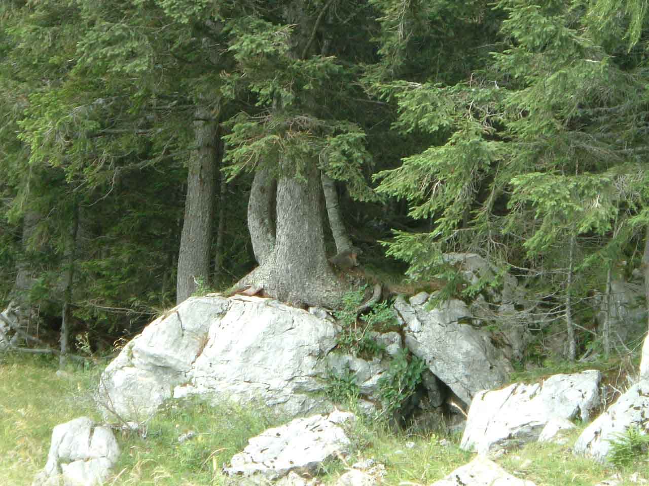 nel bosco prospicente  una pacifica marmotta