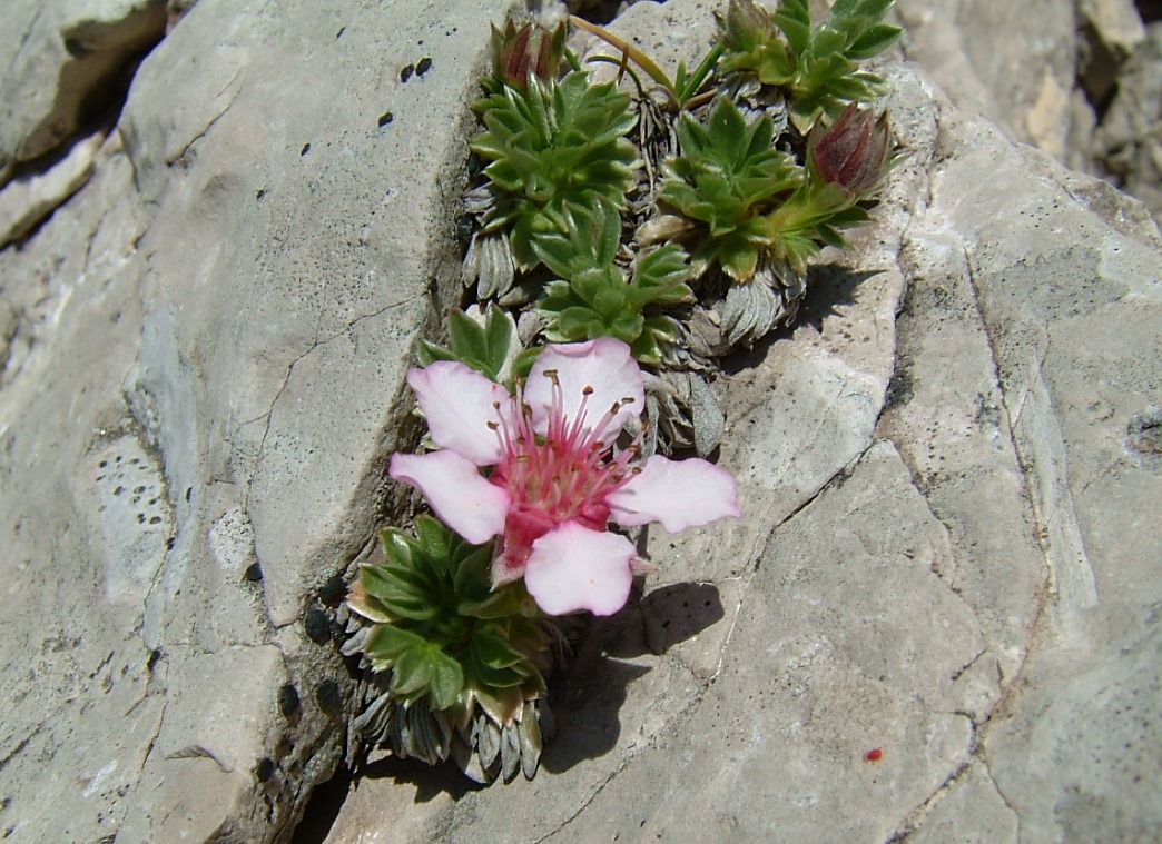 potentilla nitida 035.jpg