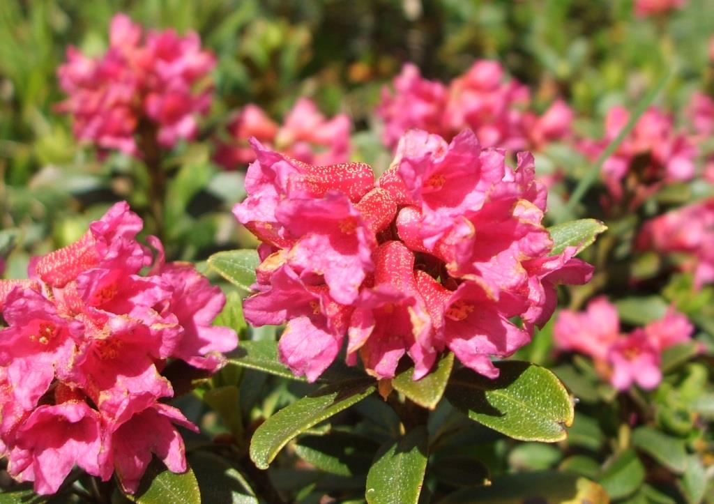 rhododendron ferrugineum 105.JPG