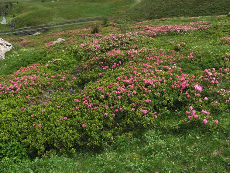 Moncenisio-Rododendri sotto la Batteria B1