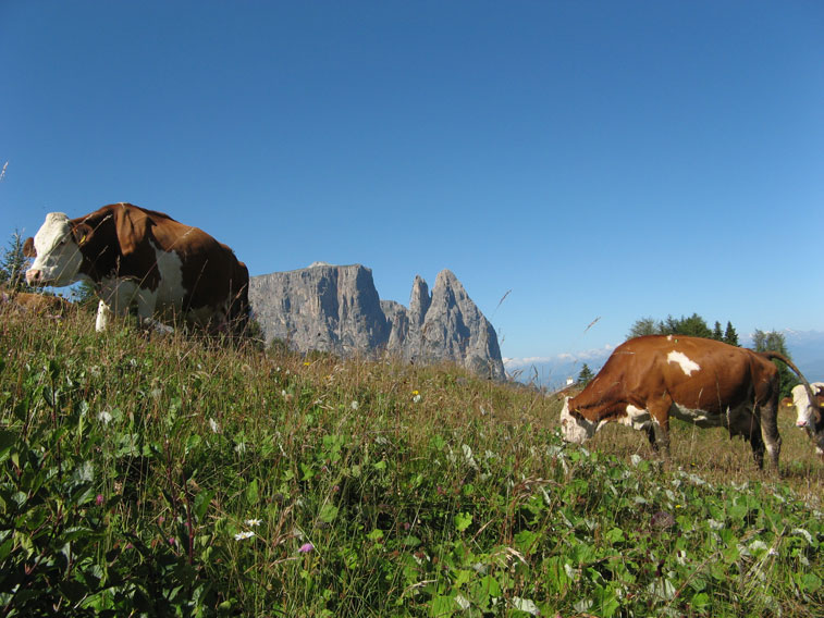 Alpe di Siusi(BZ) La dura vita dei bovini
