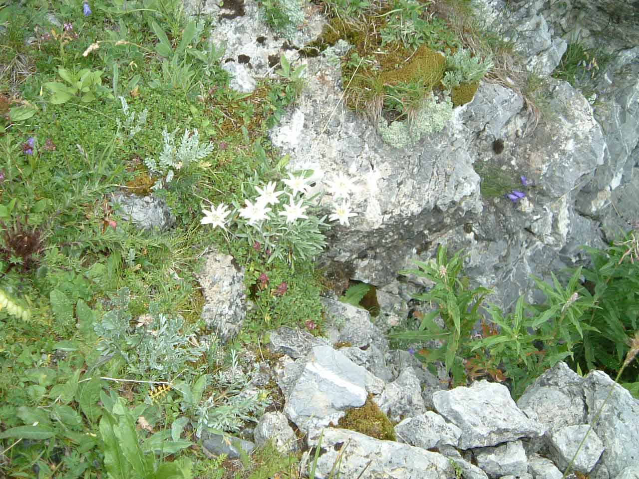 stelle alpine presso un ricovero in grotta 1° G.M.