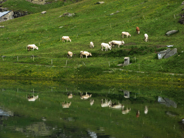 Lago di Malciaussia(TO)Bovini al pascolo