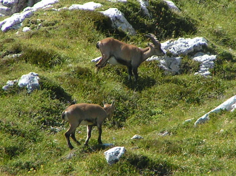 una coppia di stambecchi