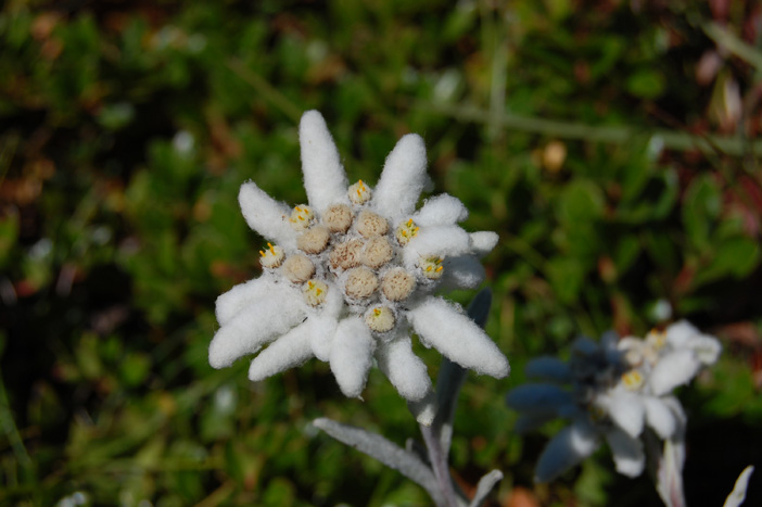 Stella Alpina