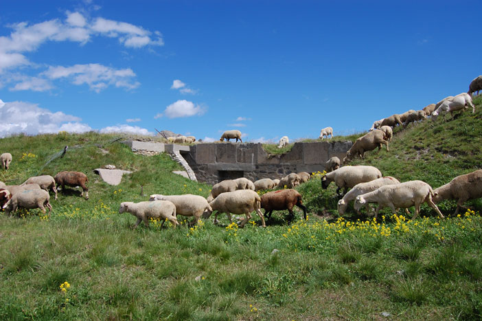 Zona dei Gondrans-Pecore al pascolo nel Gondran B