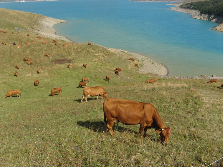 Moncenisio-Mucche al pascolo