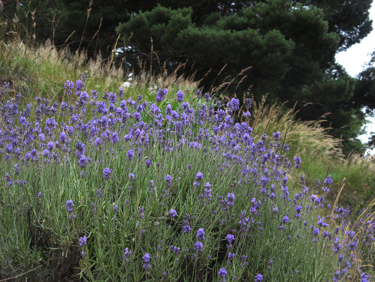 Lavanda