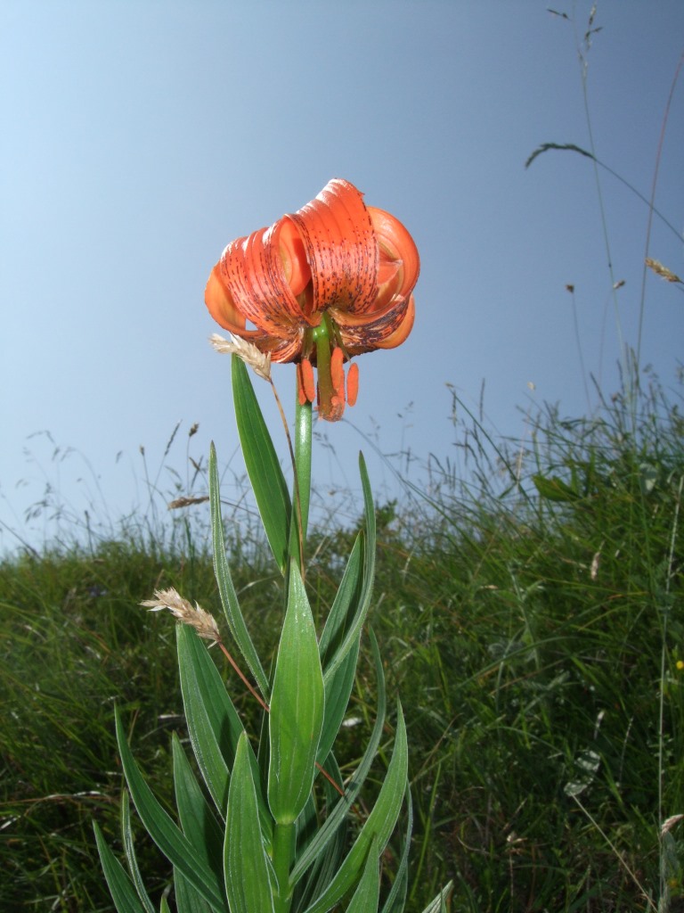 lilium carniolicum 076.JPG