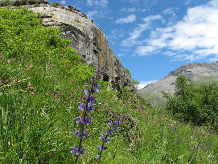 Moncenisio-Fiori e malloppo Centro 16