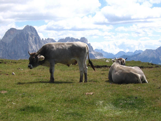 Pascolo in Alto Adige