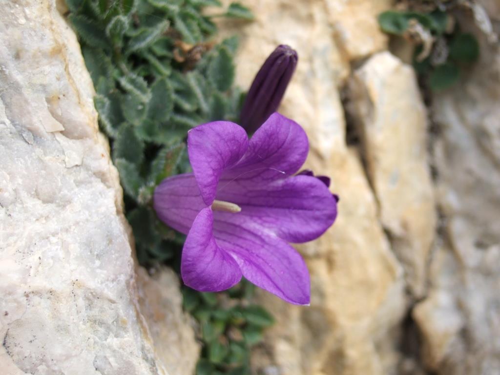 campanula morettiana 0011.JPG