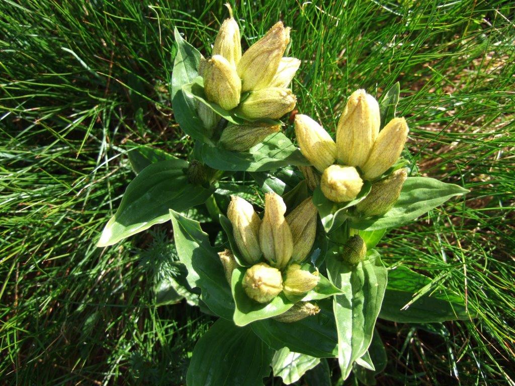 gentiana punctata 013.JPG