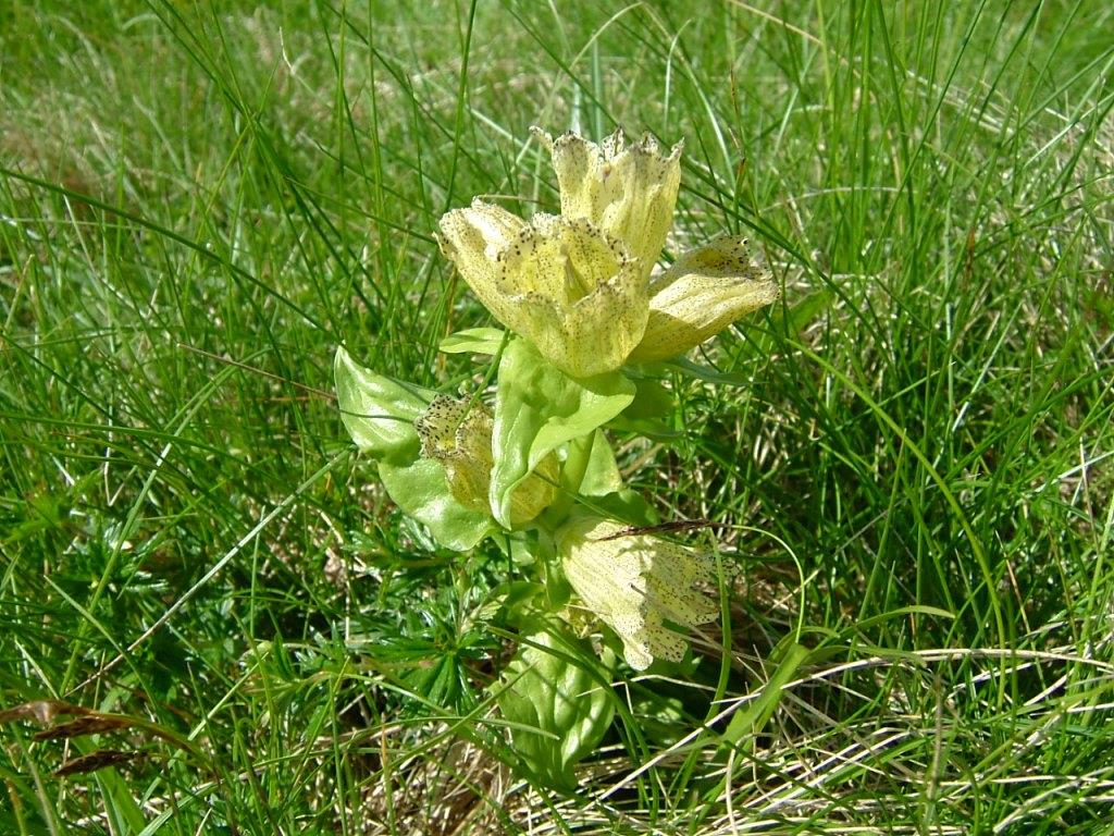 gentiana punctata 022.jpg