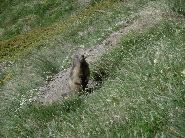 Marmotta sentinella