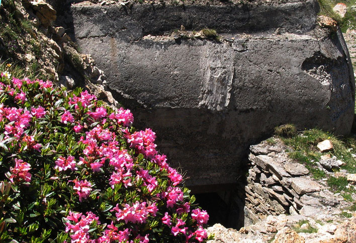 Moncenisio-Rododendri nei pressi del Centro 23 bis