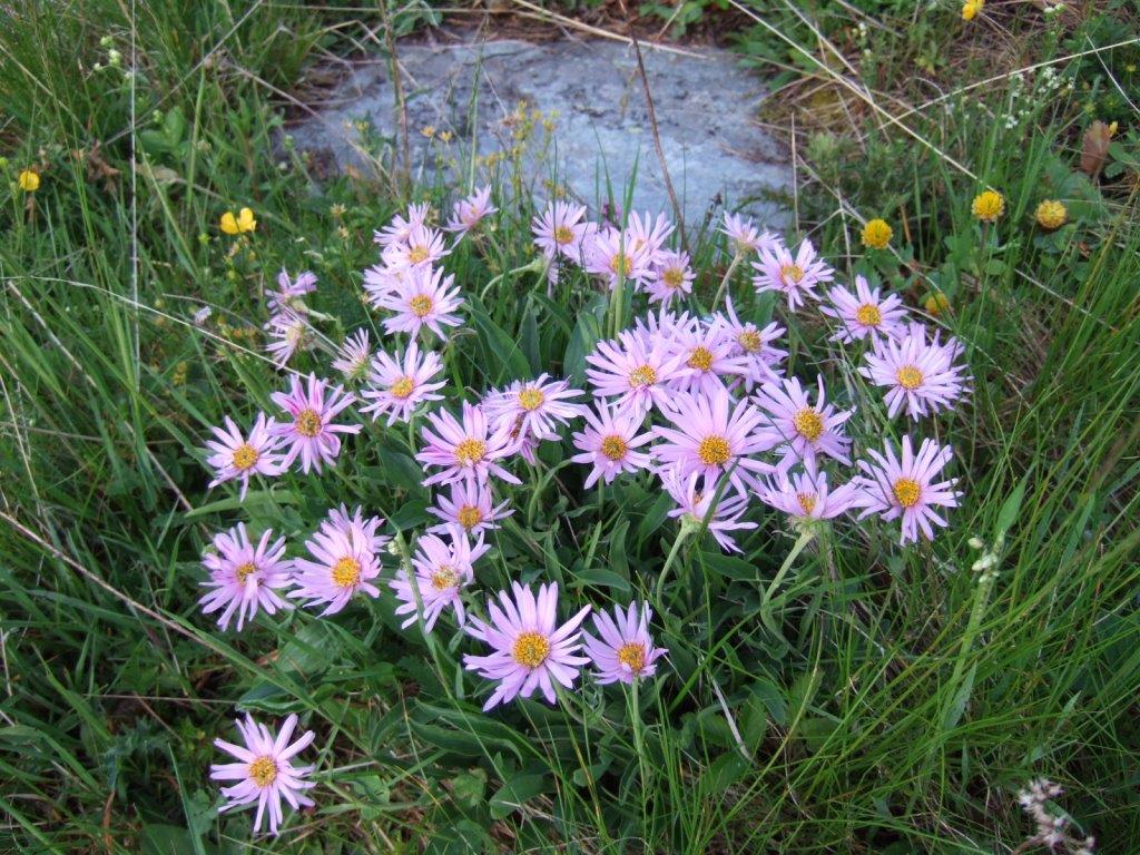 aster alpinus 010.JPG