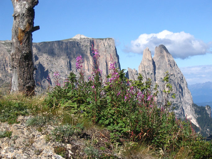 Alpe di Siusi