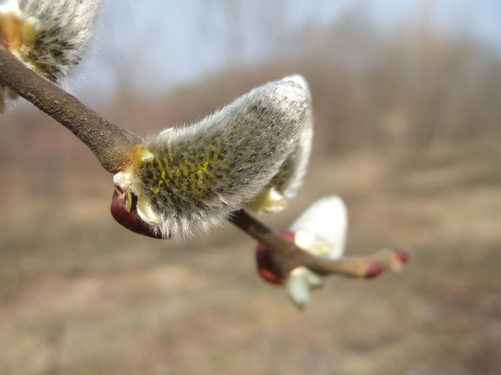 salix 057.JPG