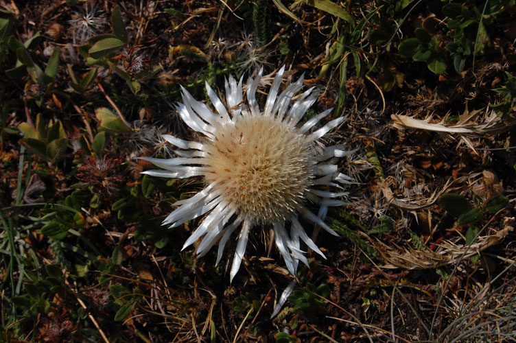 Moncenisio-Fiore comune