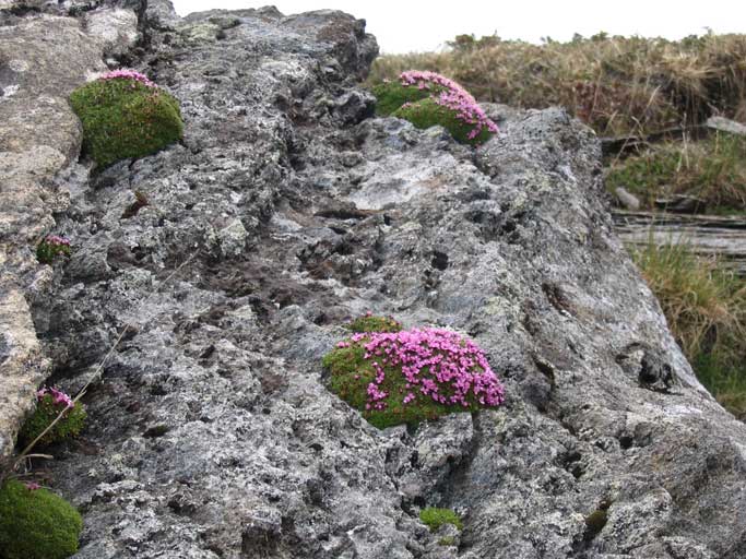 Fiori,muschio e roccia.Viva le Alpi