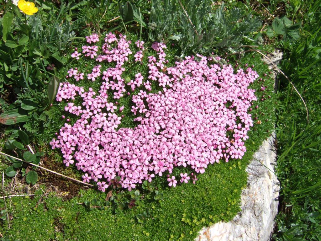 silene acaulis 077.JPG