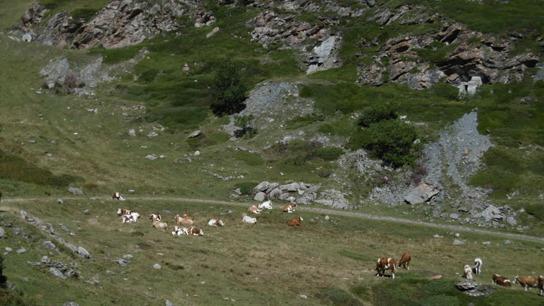 Moncenisio-Pascolo sotto i Ricoveri