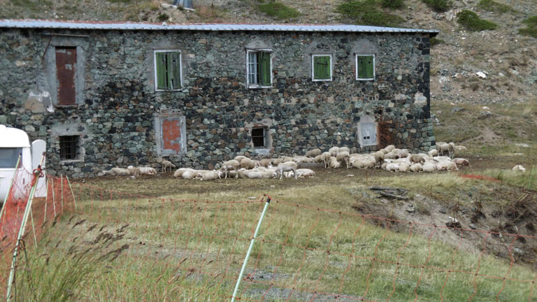 Colle Bercia-Cesana Torinese-Al riparo dopo la tosatura