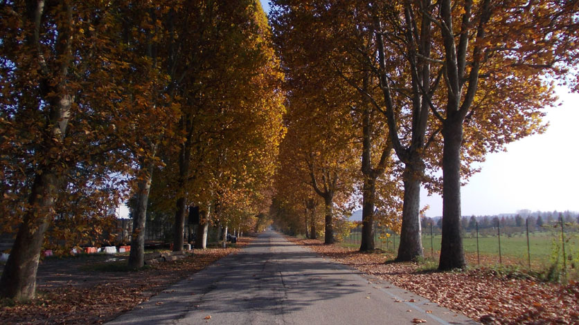 31 Ottobre 2015 Venaria Reale-Viale Carlo Emanuele II