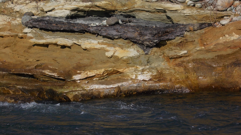 Resti di un albero fossilizzato