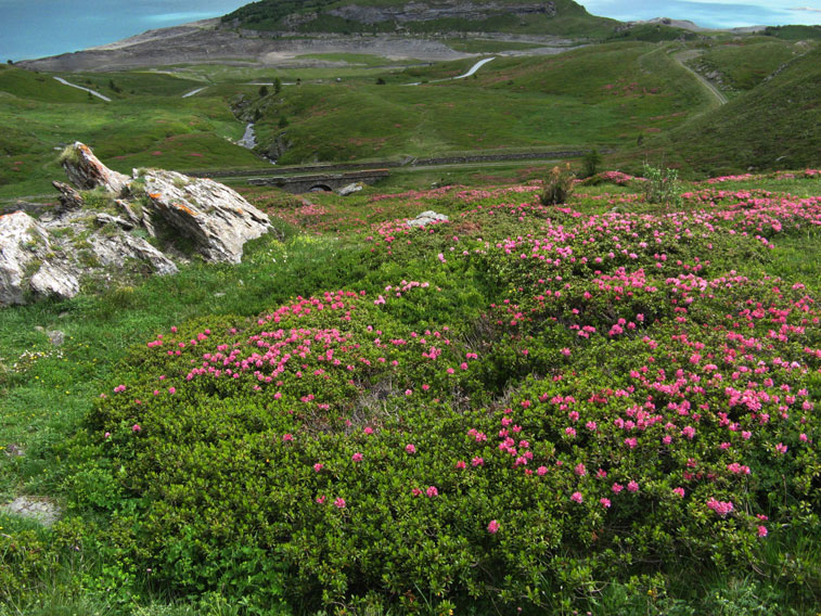 Rododendri al Moncenisio